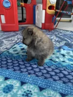 Horatio, a male Pomeranian for sale in Shawano, WI – 4 of 10