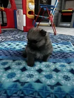 Horatio, a male Pomeranian for sale in Shawano, WI – 9 of 10