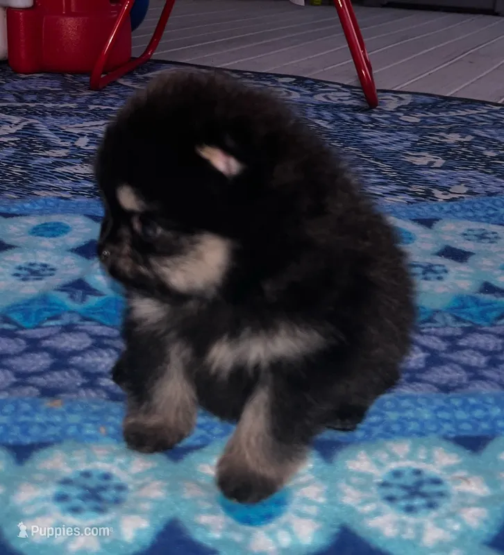 Henrietta – Pomeranian puppy for sale in Shawano, WI