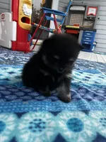 Henrietta, a female Pomeranian for sale in Shawano, WI – 4 of 10