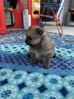 Horatio, a male Pomeranian for sale in Shawano, WI – 2 of 10