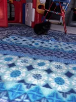 Henrietta, a female Pomeranian for sale in Shawano, WI – 3 of 10