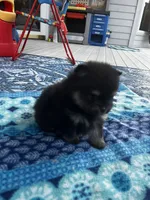 Henrietta, a female Pomeranian for sale in Shawano, WI – 2 of 10