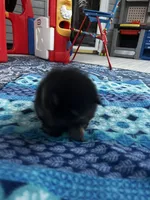 Henrietta, a female Pomeranian for sale in Shawano, WI – 6 of 10