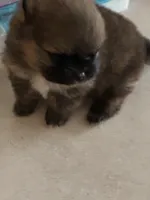 Frankee (TeaCup), a male Pomeranian for sale in Shawano, WI – Photo 2 of 4