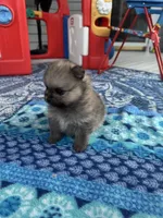 Horatio, a male Pomeranian for sale in Shawano, WI – 8 of 10