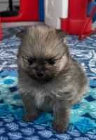 Horatio, a male Pomeranian for sale in Shawano, WI – 5 of 10
