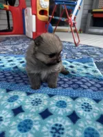 Horatio, a male Pomeranian for sale in Shawano, WI – 10 of 10