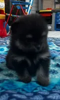 Henrietta, a female Pomeranian for sale in Shawano, WI – 8 of 10