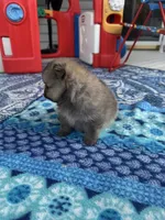 Horatio, a male Pomeranian for sale in Shawano, WI – 3 of 10