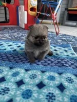 Horatio, a male Pomeranian for sale in Shawano, WI – 7 of 10
