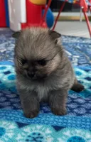 Horatio, a male Pomeranian for sale in Shawano, WI – 6 of 10