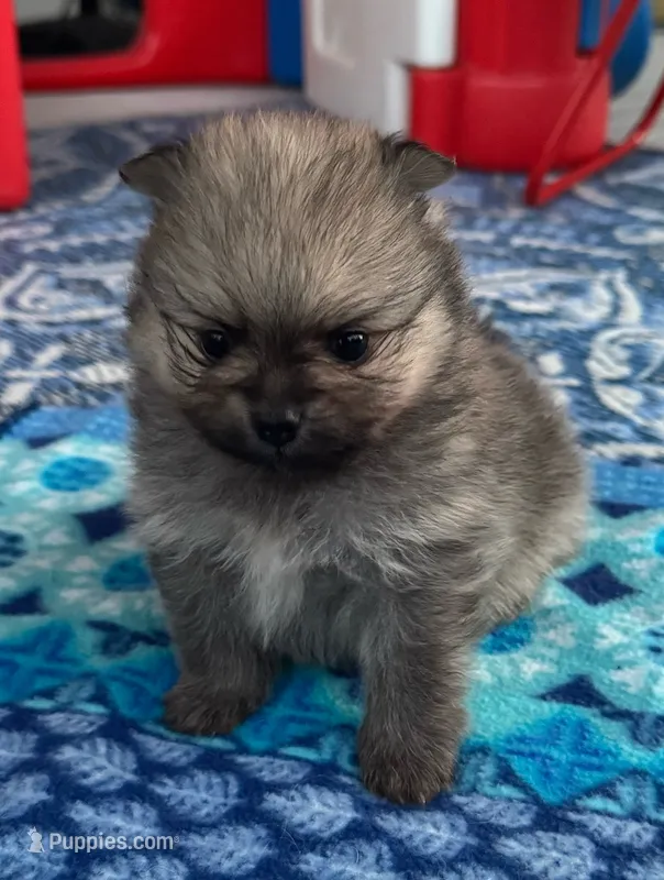 Horatio – Pomeranian puppy for sale in Shawano, WI