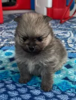 Horatio, a male Pomeranian for sale in Shawano, WI – 1 of 10