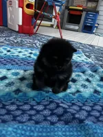 Henrietta, a female Pomeranian for sale in Shawano, WI – 7 of 10