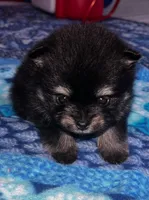Henrietta, a female Pomeranian for sale in Shawano, WI – 10 of 10