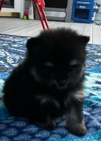 Henrietta, a female Pomeranian for sale in Shawano, WI – 9 of 10