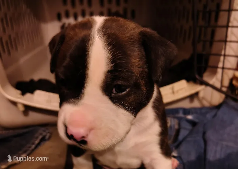 Tux – Boxer puppy for sale in Kingman, AZ
