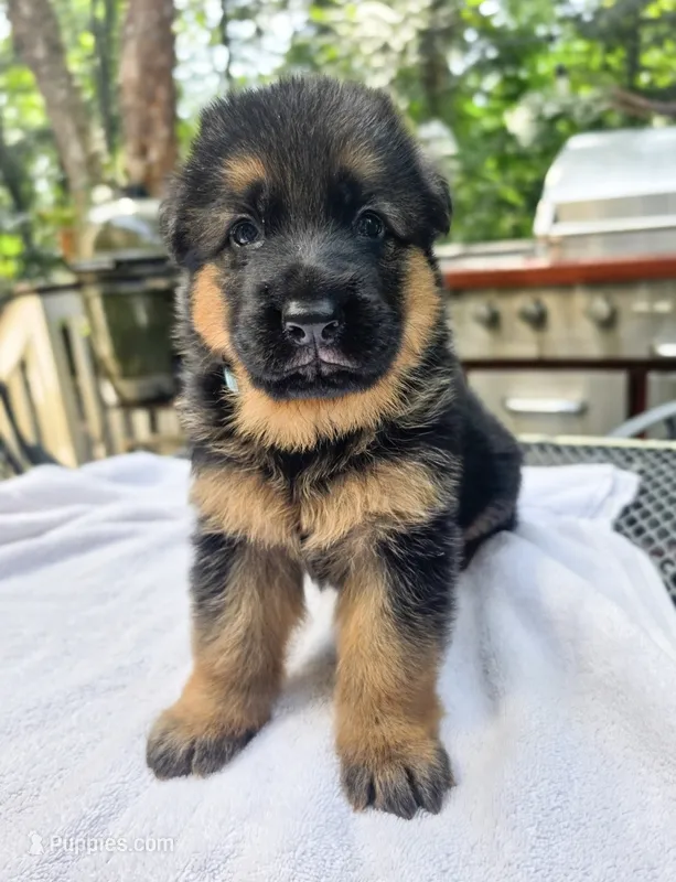 Blue – German Shepherd Dog puppy for sale in Lawrenceville, GA