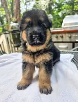 Blue, a male German Shepherd Dog for sale in Lawrenceville, GA – 1 of 2