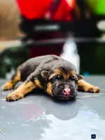 Female, a female German Shepherd Dog for sale in Lawrenceville, GA – Photo 2 of 2