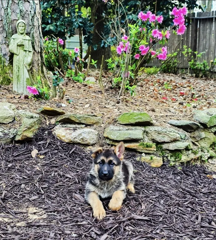 Blue  – German Shepherd Dog puppy for sale in Lawrenceville, GA