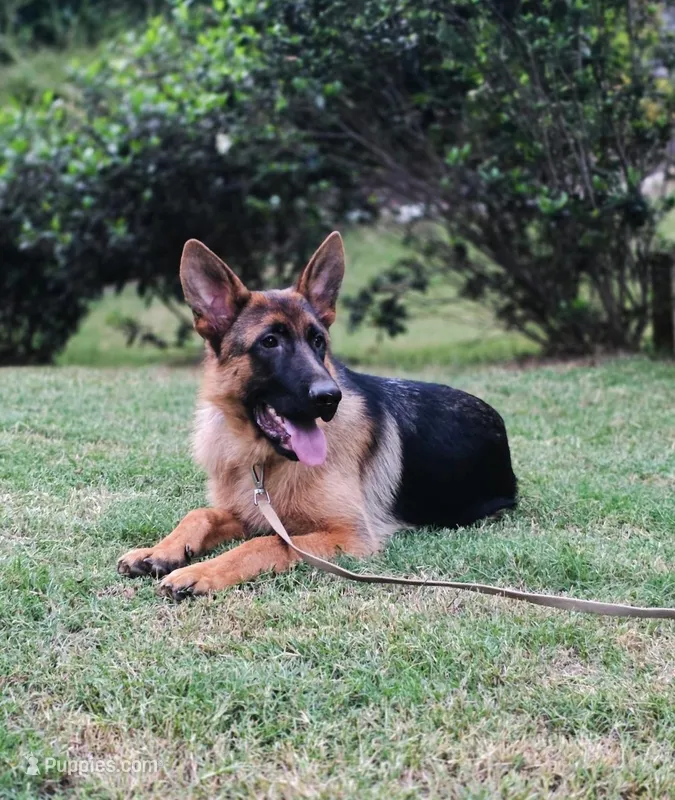 FEMALE AKC GERMAN SHEPHERD, a female German Shepherd Dog for sale in Lawrenceville, GA – Photo 1 of 3