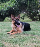 FEMALE AKC GERMAN SHEPHERD, a female German Shepherd Dog for sale in Lawrenceville, GA – Photo 1 of 3