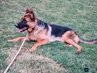 FEMALE AKC GERMAN SHEPHERD, a female German Shepherd Dog for sale in Lawrenceville, GA – Photo 3 of 3