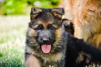 Puppy1, a male German Shepherd Dog for sale in Lawrenceville, GA – Photo 3 of 9