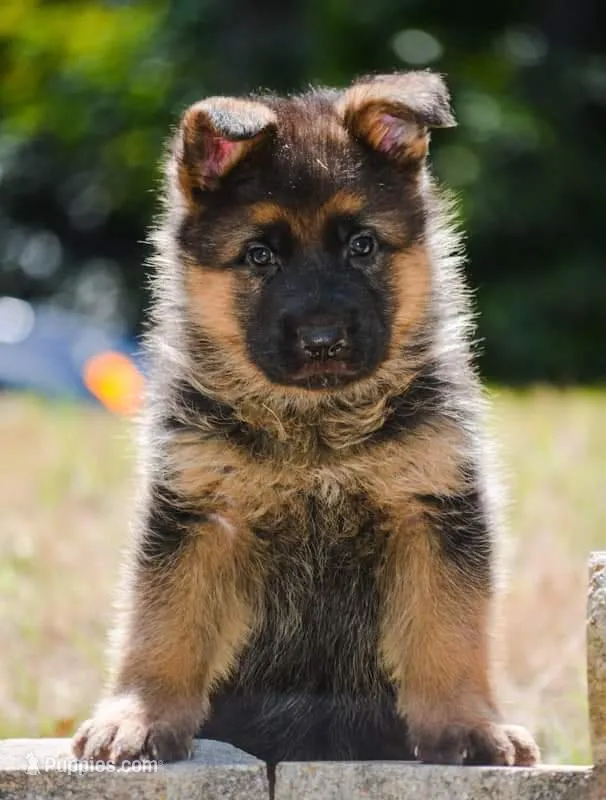 Puppy1, a male German Shepherd Dog for sale in Lawrenceville, GA – Photo 1 of 9