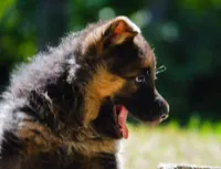 Puppy1, a male German Shepherd Dog for sale in Lawrenceville, GA – Photo 7 of 9