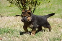 Puppy1, a male German Shepherd Dog for sale in Lawrenceville, GA – Photo 6 of 9