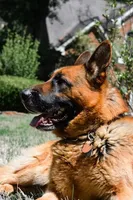 Puppy1, a male German Shepherd Dog for sale in Lawrenceville, GA – Photo 9 of 9