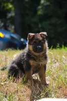 Puppy1, a male German Shepherd Dog for sale in Lawrenceville, GA – Photo 2 of 9