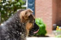 Puppy1, a male German Shepherd Dog for sale in Lawrenceville, GA – Photo 4 of 9