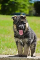 Puppy1, a male German Shepherd Dog for sale in Lawrenceville, GA – Photo 5 of 9