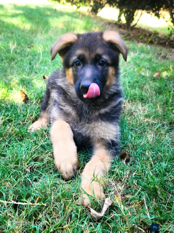 Luna – German Shepherd Dog puppy for sale in Lawrenceville, GA