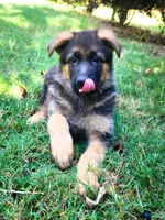 Luna, a female German Shepherd Dog for sale in Lawrenceville, GA – 1 of 1