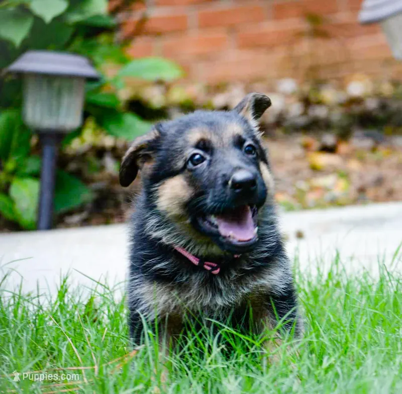Puppy 1, a female German Shepherd Dog for sale in Lawrenceville, GA – Photo 1 of 8