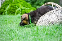 Puppy 1, a female German Shepherd Dog for sale in Lawrenceville, GA – Photo 3 of 8