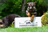 Puppy 1, a female German Shepherd Dog for sale in Lawrenceville, GA – Photo 8 of 8