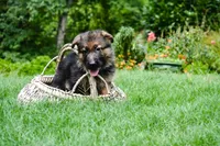 Puppy 1, a female German Shepherd Dog for sale in Lawrenceville, GA – Photo 5 of 8