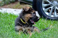 Puppy 1, a female German Shepherd Dog for sale in Lawrenceville, GA – Photo 2 of 8