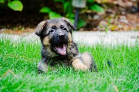 Puppy 1, a female German Shepherd Dog for sale in Lawrenceville, GA – Photo 4 of 8