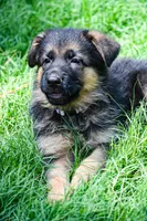 Puppy 1, a female German Shepherd Dog for sale in Lawrenceville, GA – Photo 6 of 8