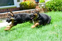 Puppy 1, a female German Shepherd Dog for sale in Lawrenceville, GA – Photo 7 of 8