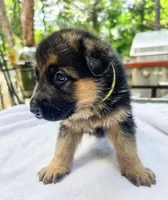 Yellow , a female German Shepherd Dog for sale in Lawrenceville, GA – 1 of 2