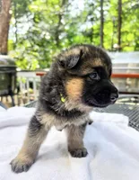 Green , a male German Shepherd Dog for sale in Lawrenceville, GA – 2 of 2