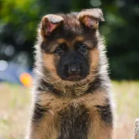 Male puppy, a male German Shepherd Dog for sale in Lawrenceville, GA – Photo 5 of 7